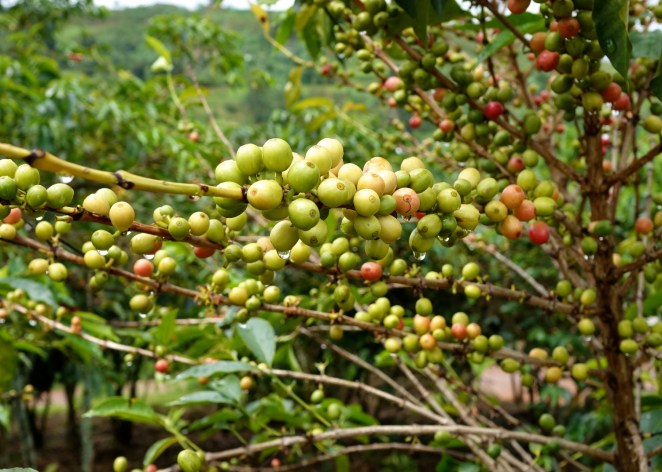 MubugaCoffeek (8).jpg